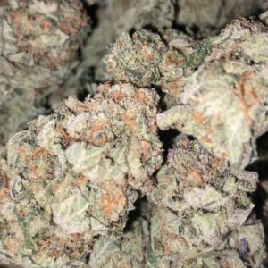 G13 Hollandaise